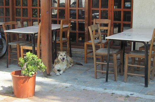 auslandshund_1