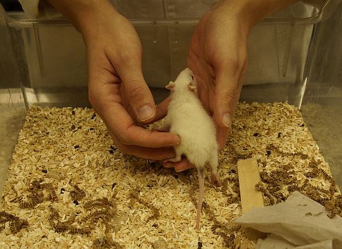 gentling_maus_1