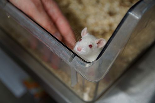gentling_maus_2