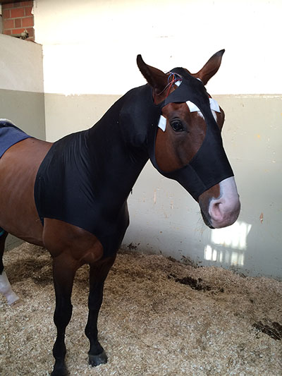 pferd_sonden